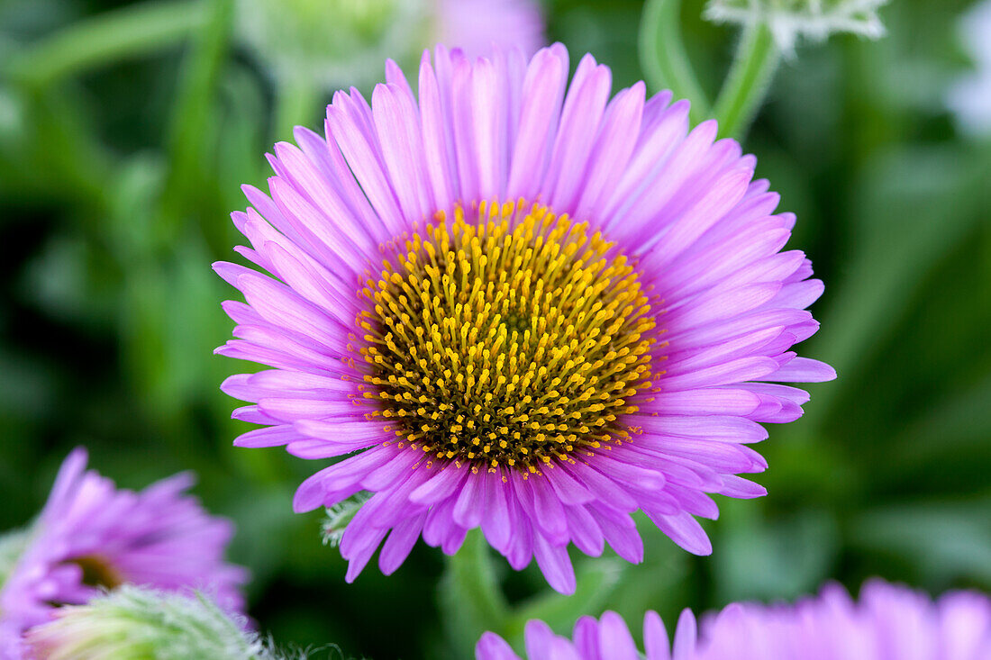 Erigeron glaucus 'Sea Breeze'®