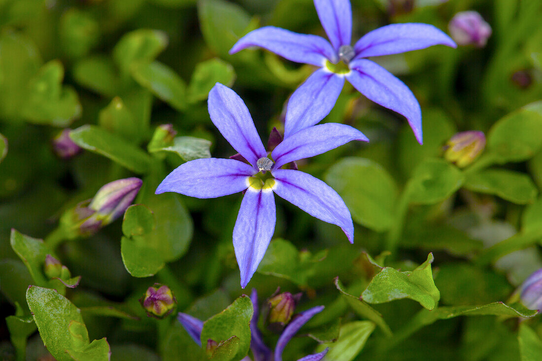 Pratia pedunculata