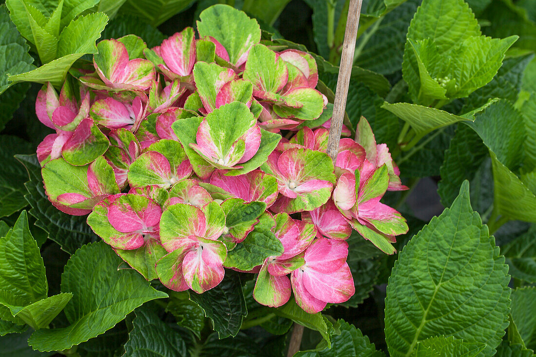 Hydrangea macrophylla 'Magical Greenfire'®