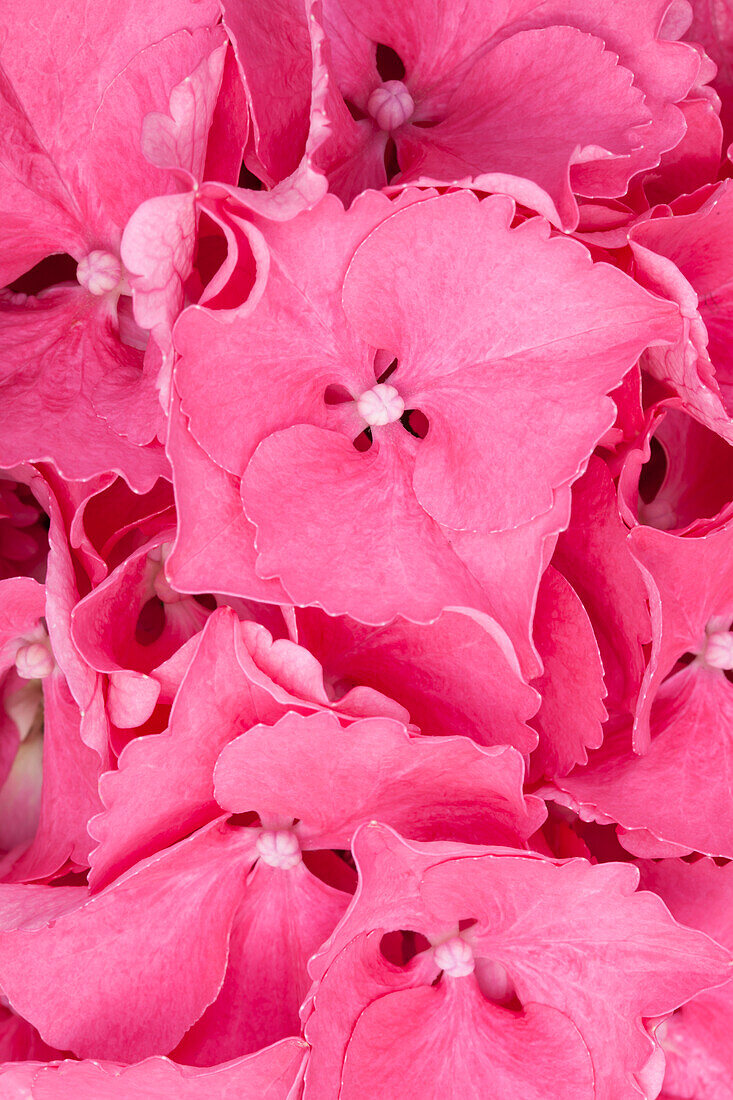 Hydrangea macrophylla 'Magical Garnet'®