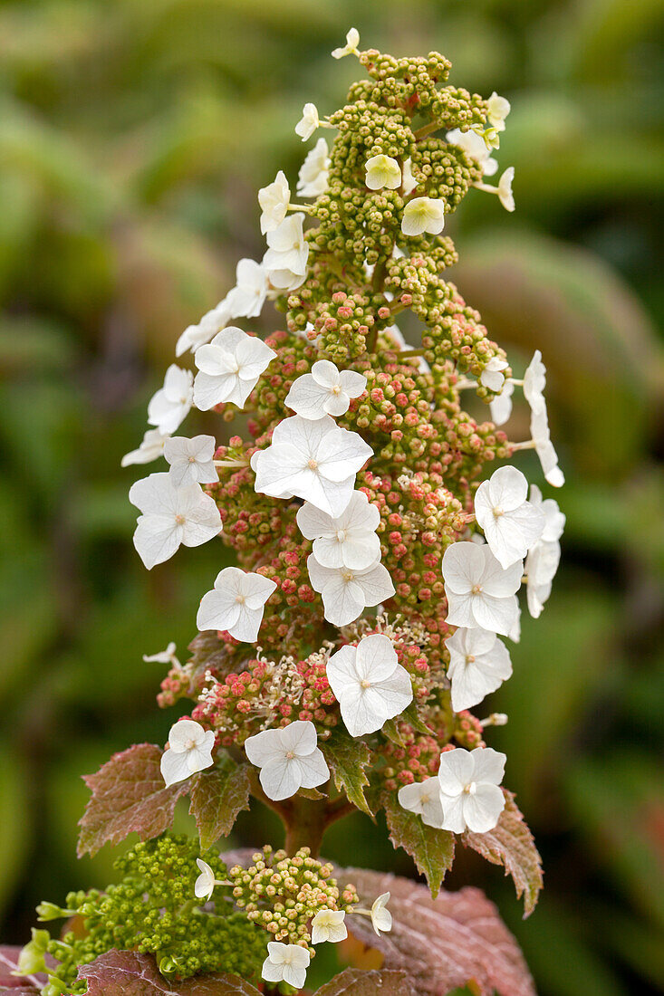 Hydrangea quercifolia 'Burgundy