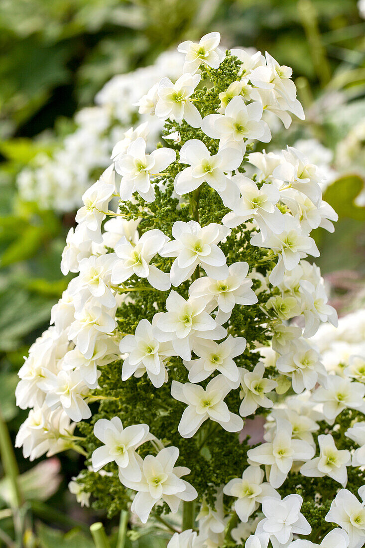 Hydrangea quercifolia 'Hovaria Quercifolia