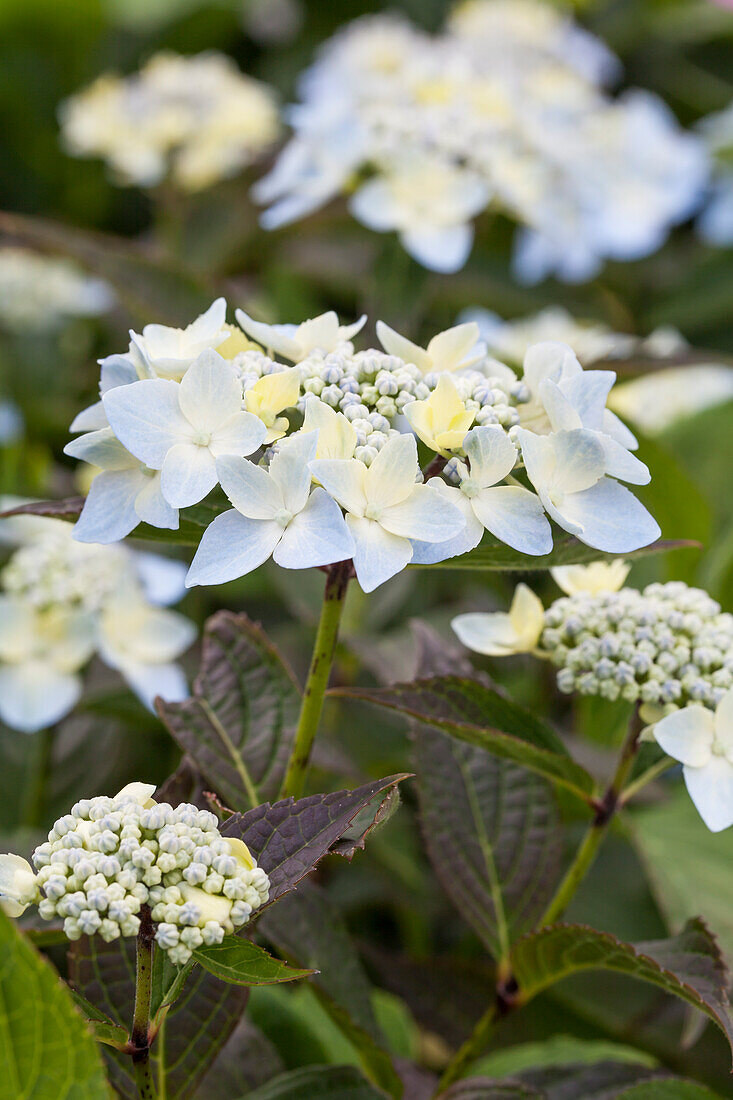 Hydrangea serrata Blue Deckle