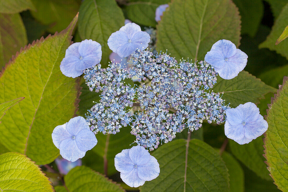 Hydrangea serrata 'Veerle'