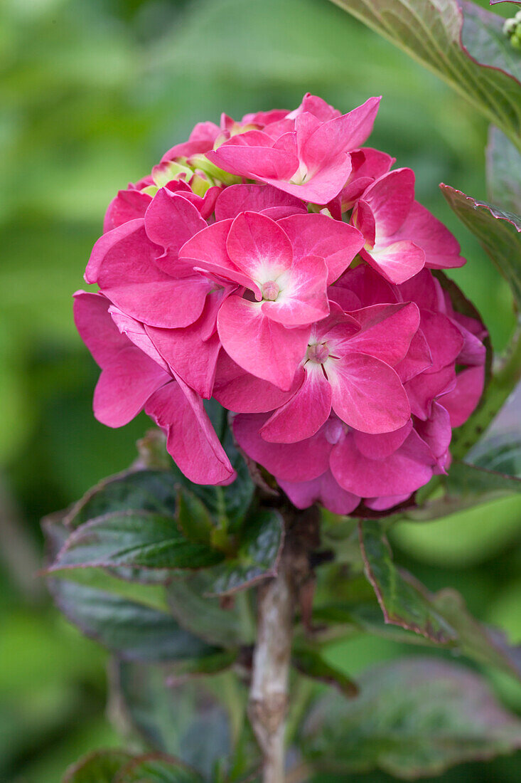 Hydrangea macrophylla 'Magical Noblesse'®