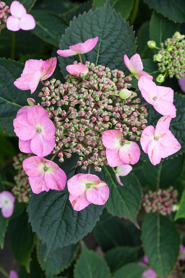 Hydrangea serrata 'Koreana'