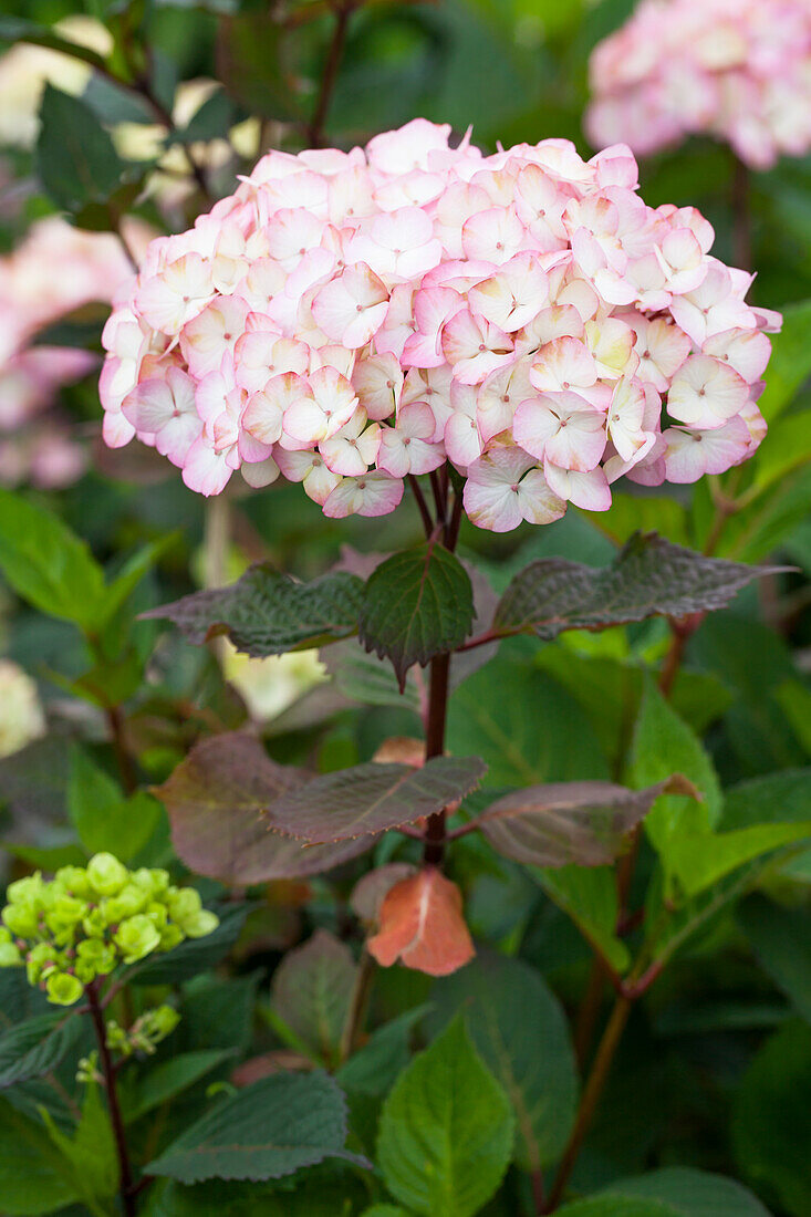 Hydrangea serrata 'Preziosa'