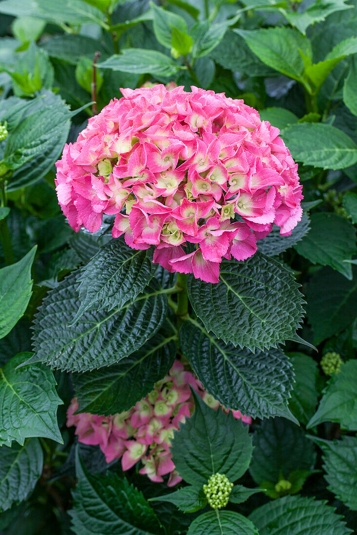 Hydrangea macrophylla, rosa