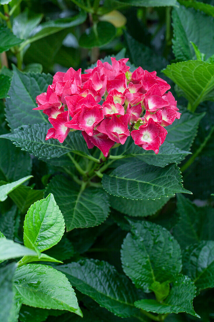 Hydrangea macrophylla 'Royal Red'