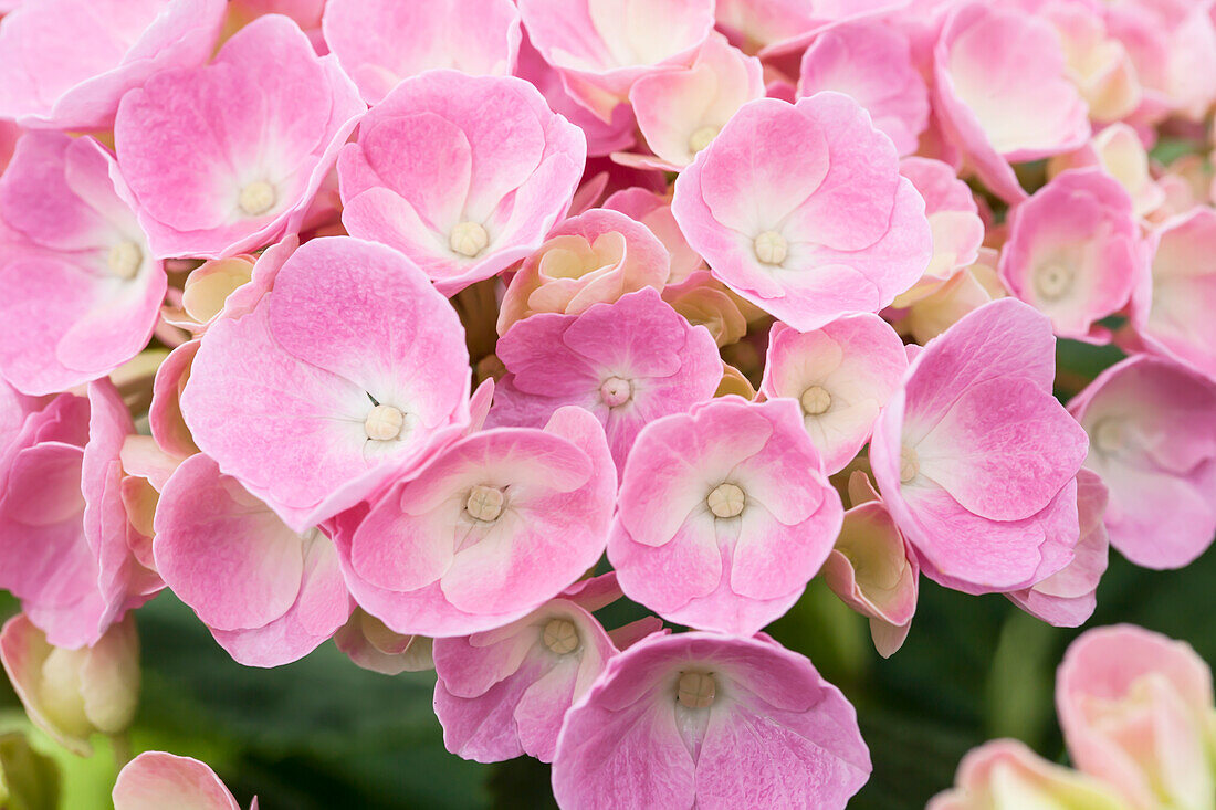 Hydrangea macrophylla 'Bela'(s), rosa