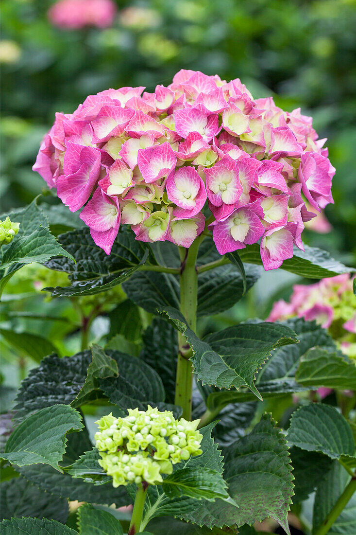 Hydrangea macrophylla, rosa