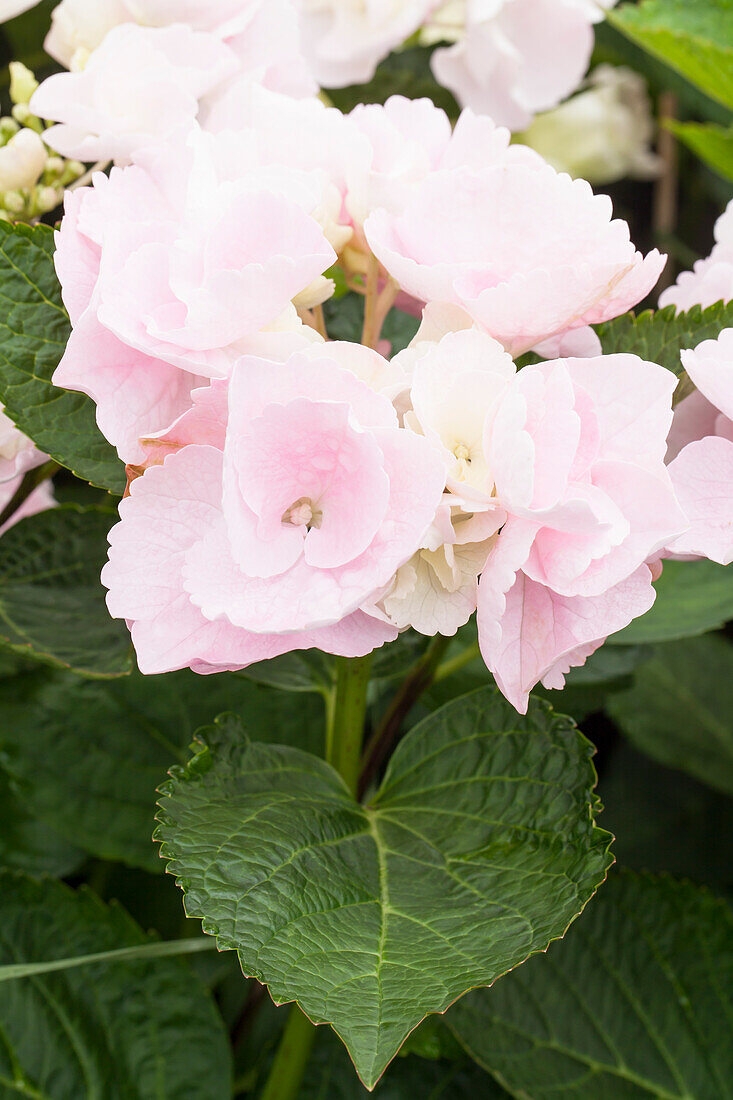 Hydrangea macrophylla 'Hobella'®