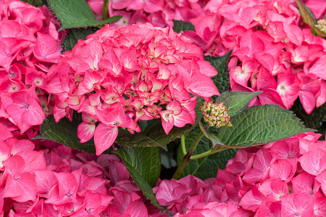 Hydrangea macrophylla 'Red Angel'®