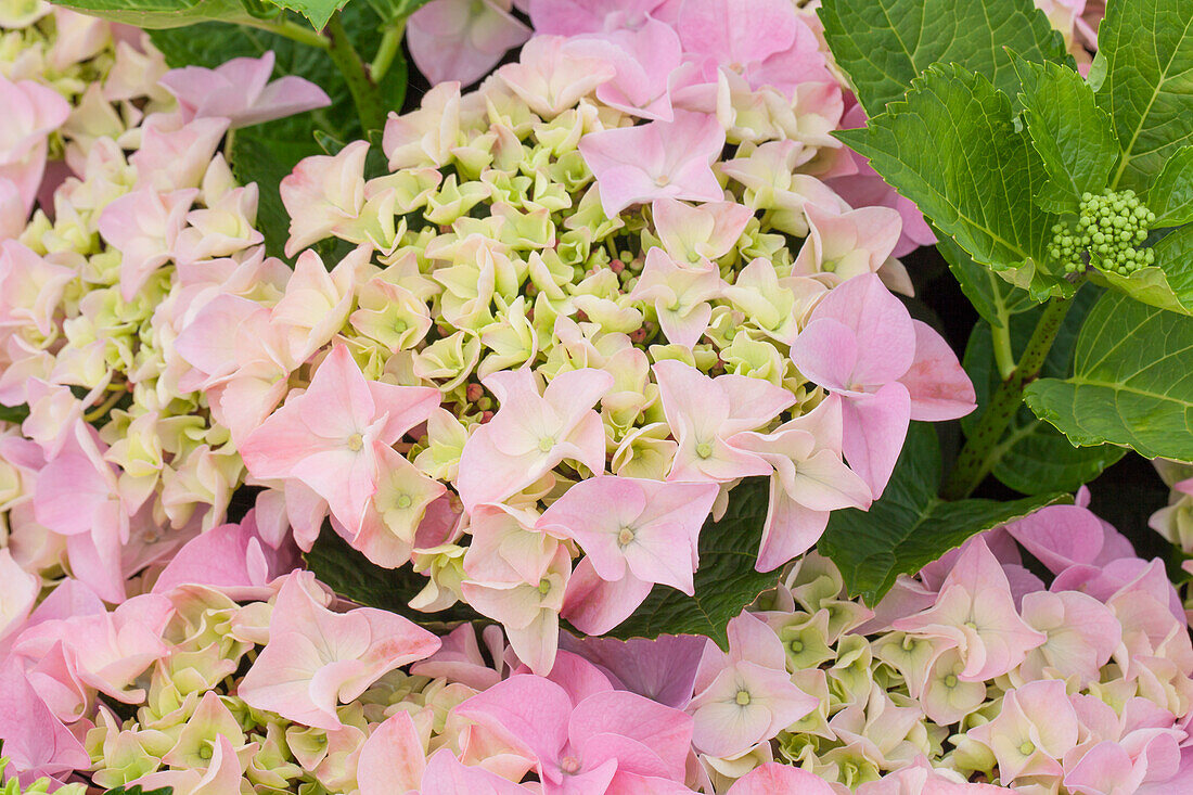 Hydrangea macrophylla 'Mirage'