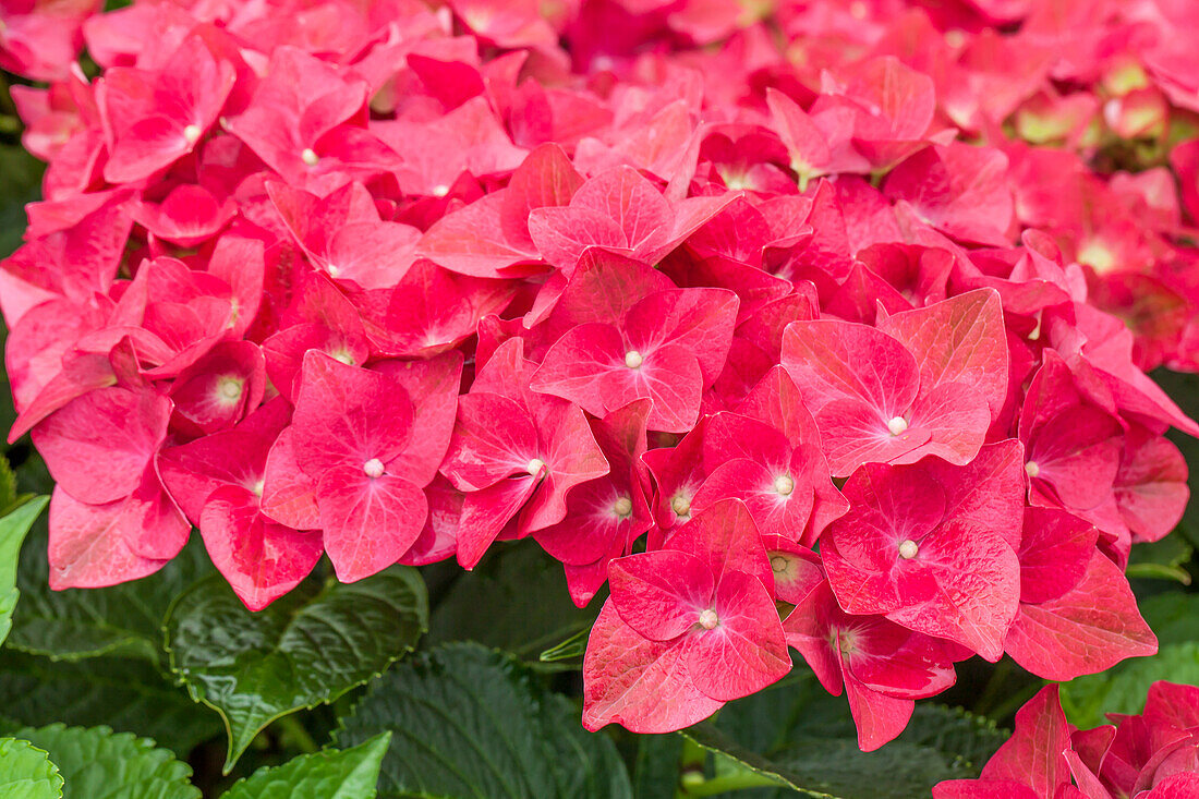 Hydrangea macrophylla 'Green Shadow'(s)