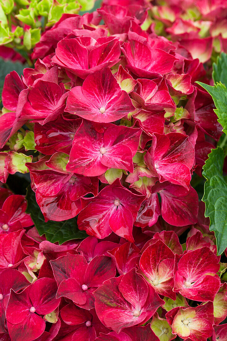 Hydrangea macrophylla 'Magical Ruby Red'®