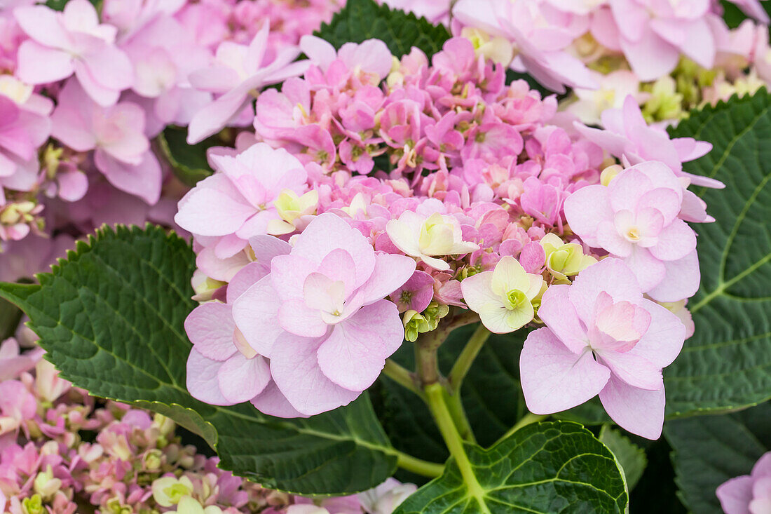 Hydrangea macrophylla You & Me 'Forever'®