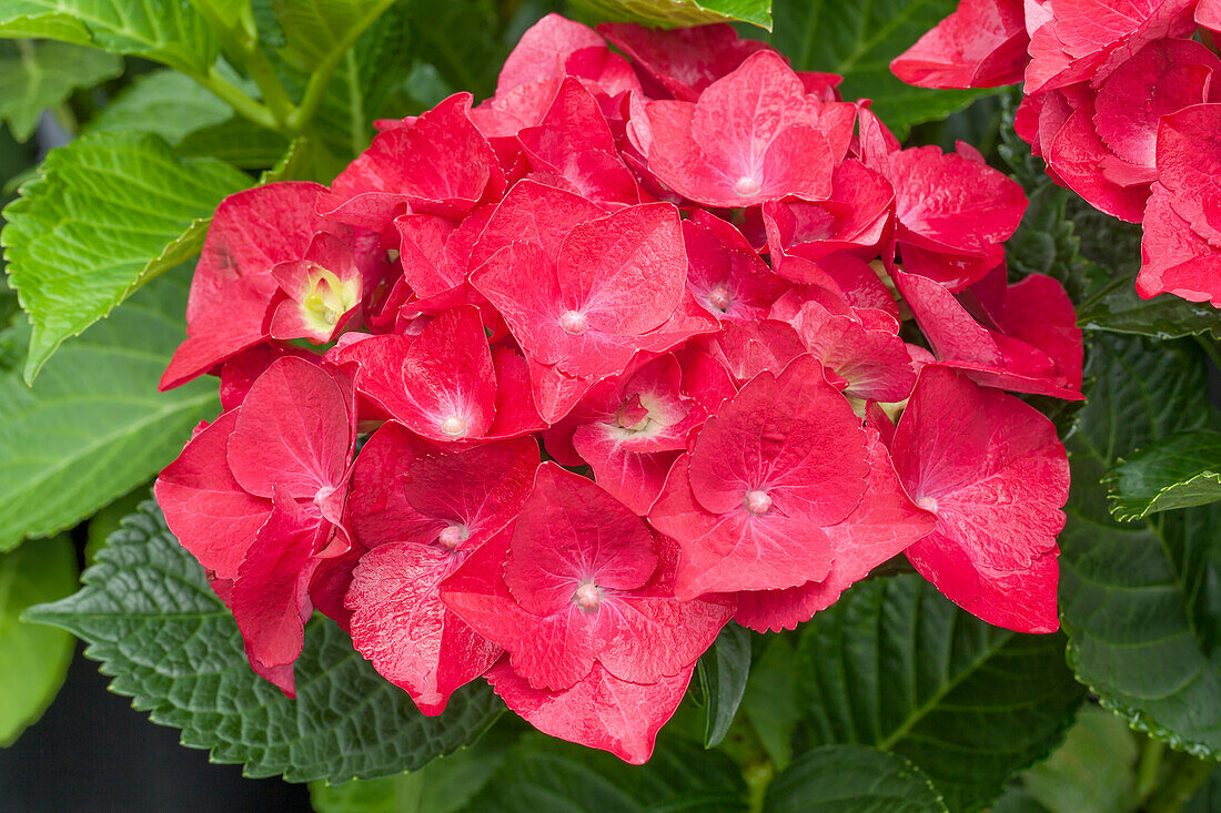 Hydrangea macrophylla 'Hot Red'(s)