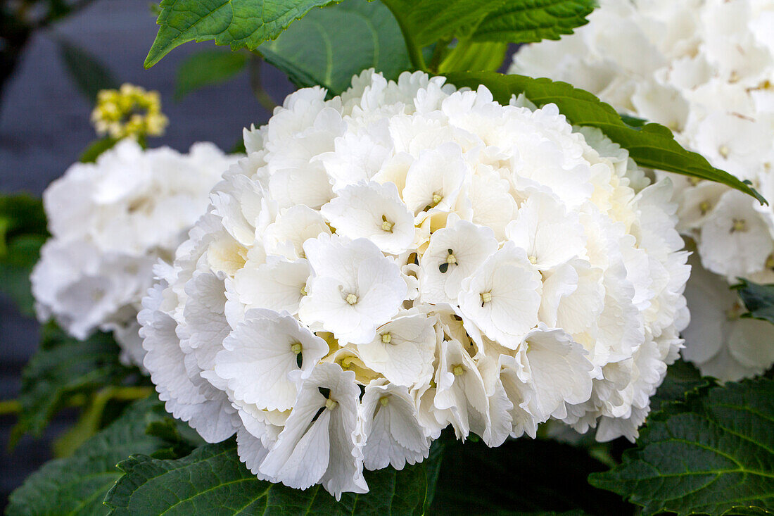 Hydrangea macrophylla 'Snowball'(s)