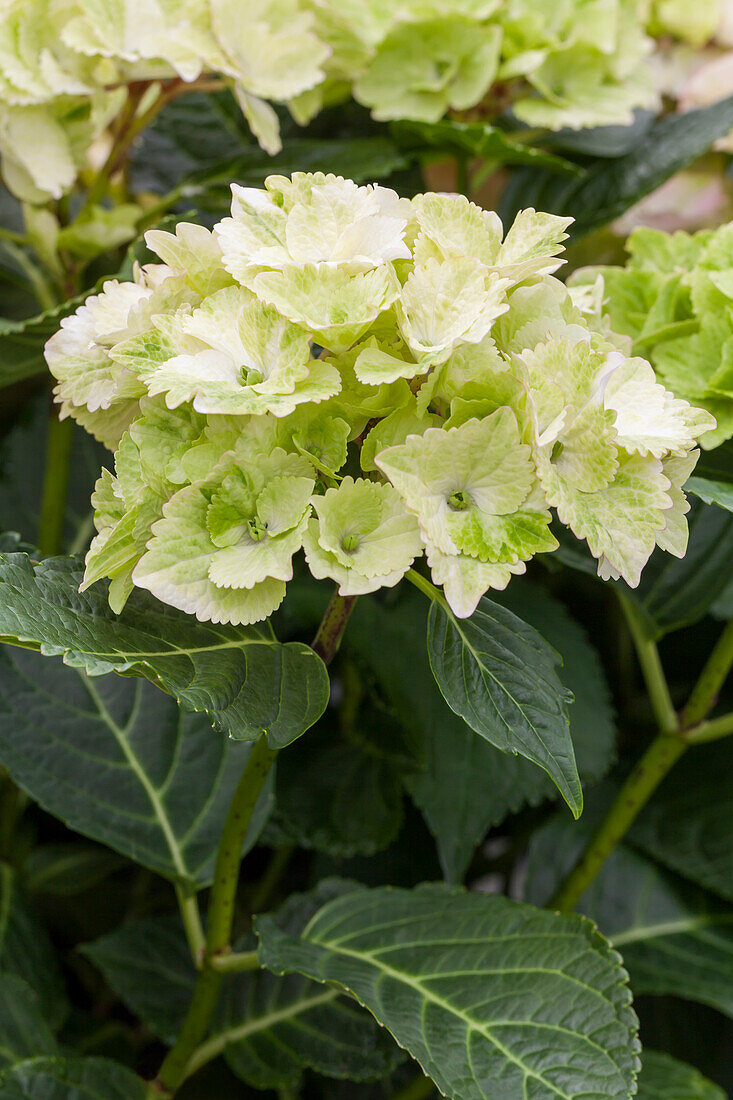 Hydrangea macrophylla 'Magical Noblesse'®