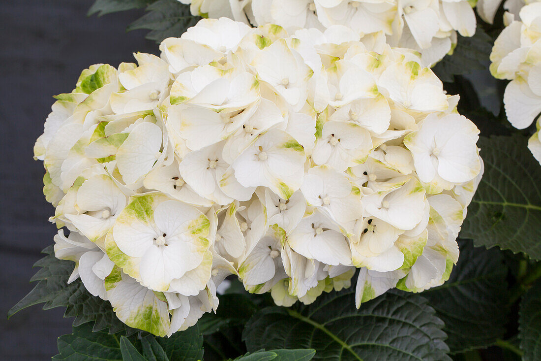 Hydrangea macrophylla 'Caipirinha'