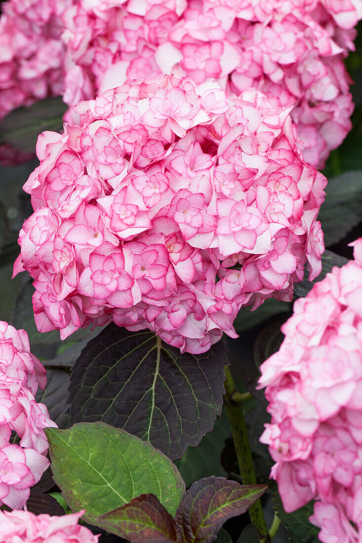 Hydrangea macrophylla 'Miss Saori'