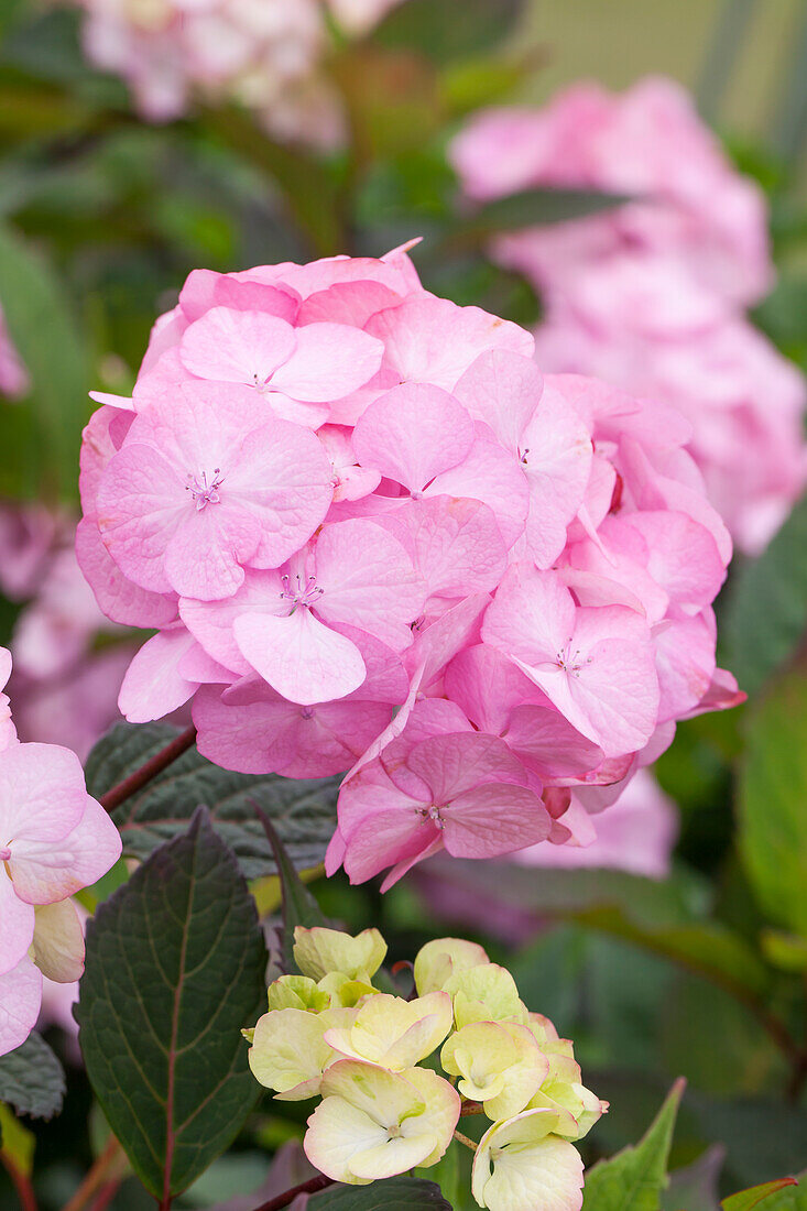 Hydrangea serrata Prestziosa