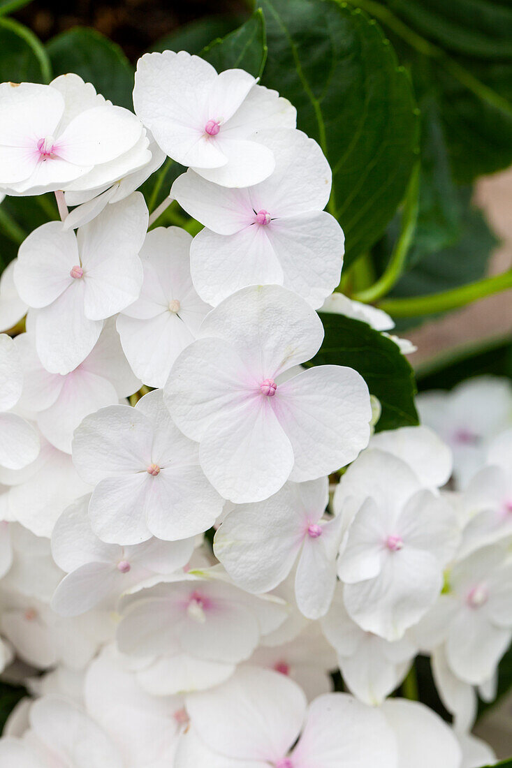 Hydrangea macrophylla, weiß