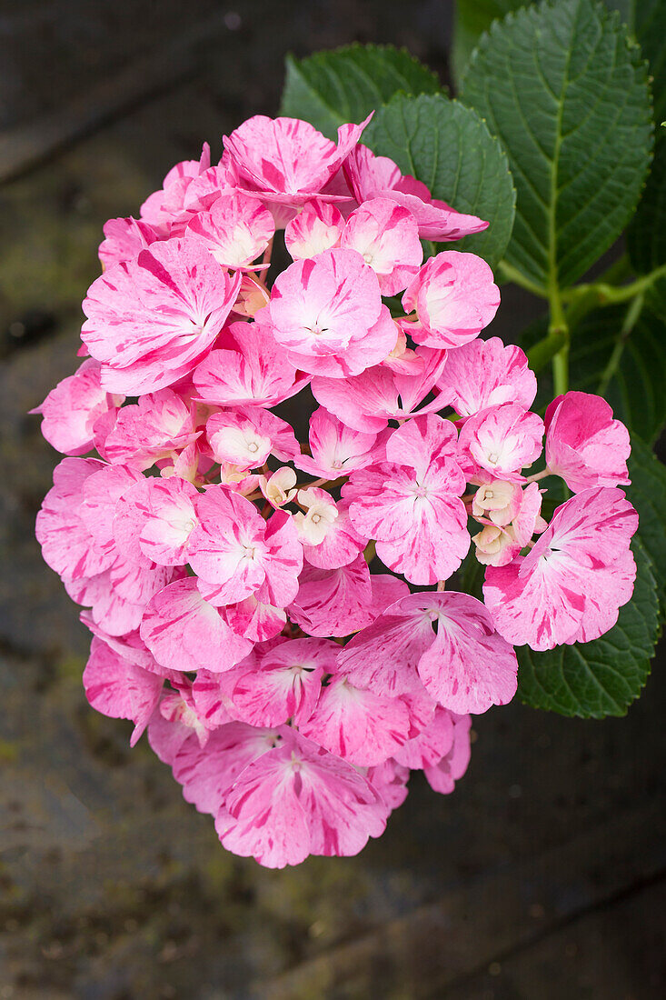 Hydrangea macrophylla 'Sweet Fantasy'®