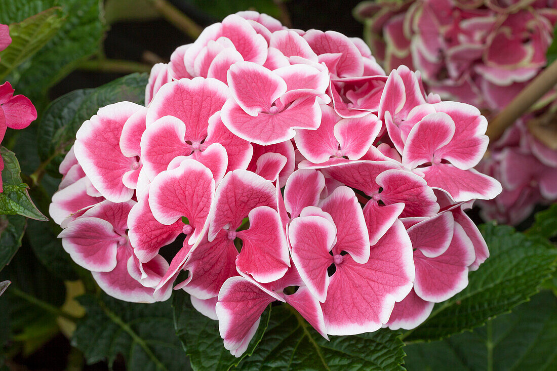 Hydrangea macrophylla 'Magical Red Harlequin'®