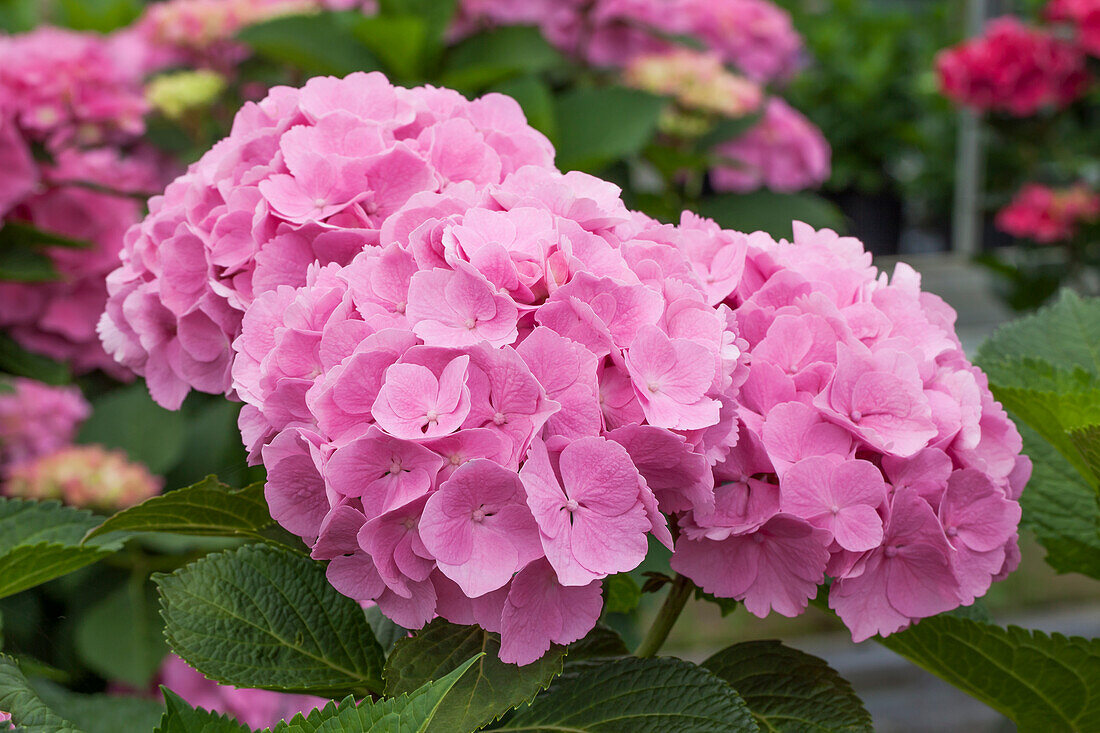 Hydrangea macrophylla 'Forever & Ever'®, pink