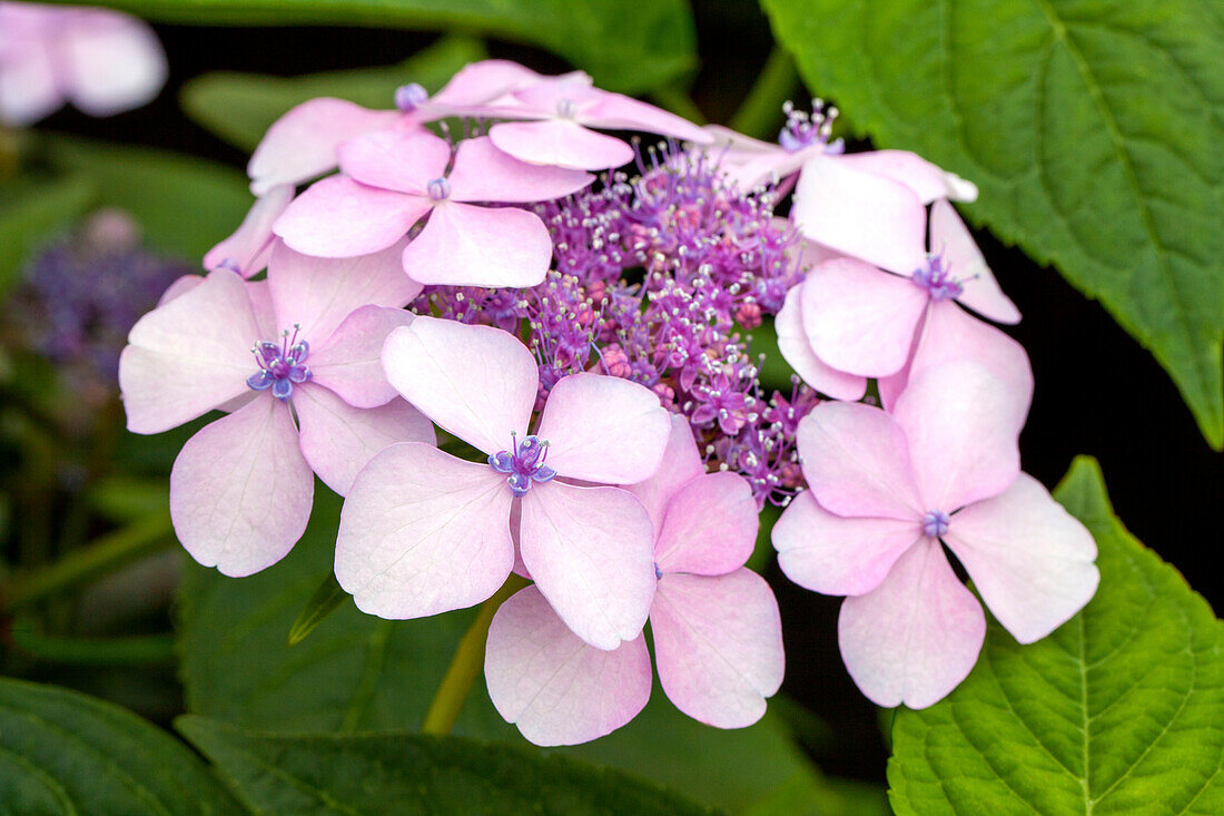 Hydrangea serrata 'Imperatrice Eugenie