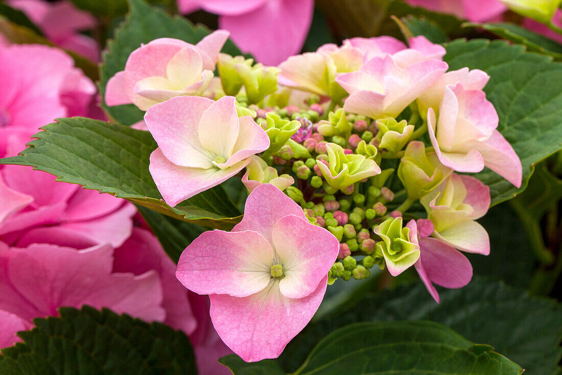 Hydrangea macrophylla 'Mirage'