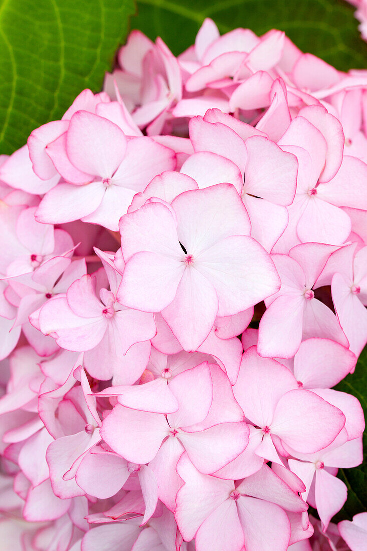 Hydrangea macrophylla 'Mirai'®