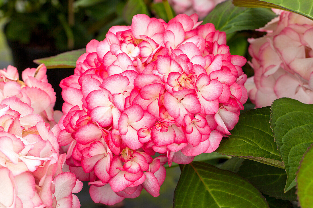 Hydrangea macrophylla 'Ripple'®