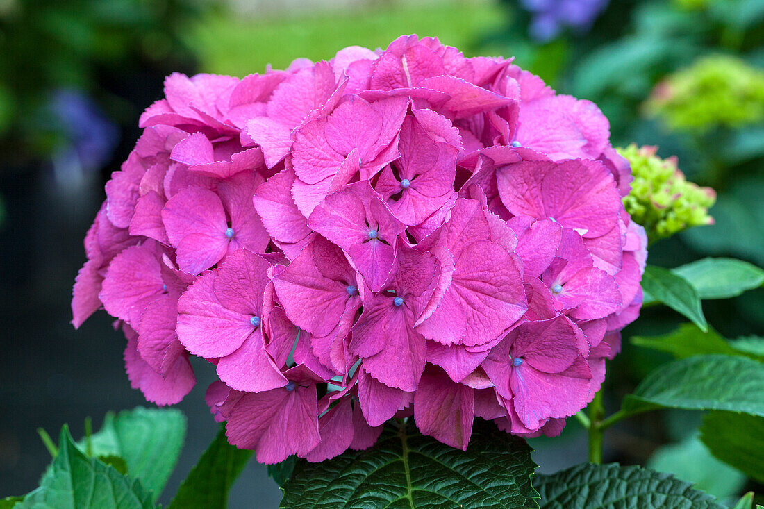 Hydrangea macrophylla 'Magical Garnet'®