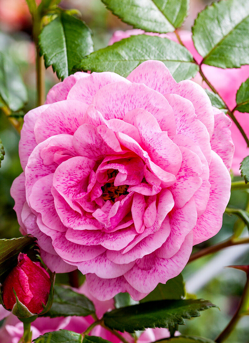 Rosa 'Camelot'®