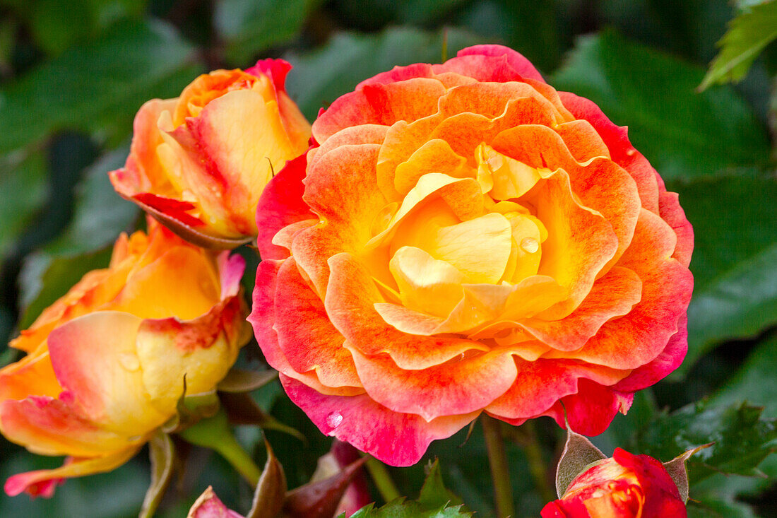 Rosa 'Firebird'®