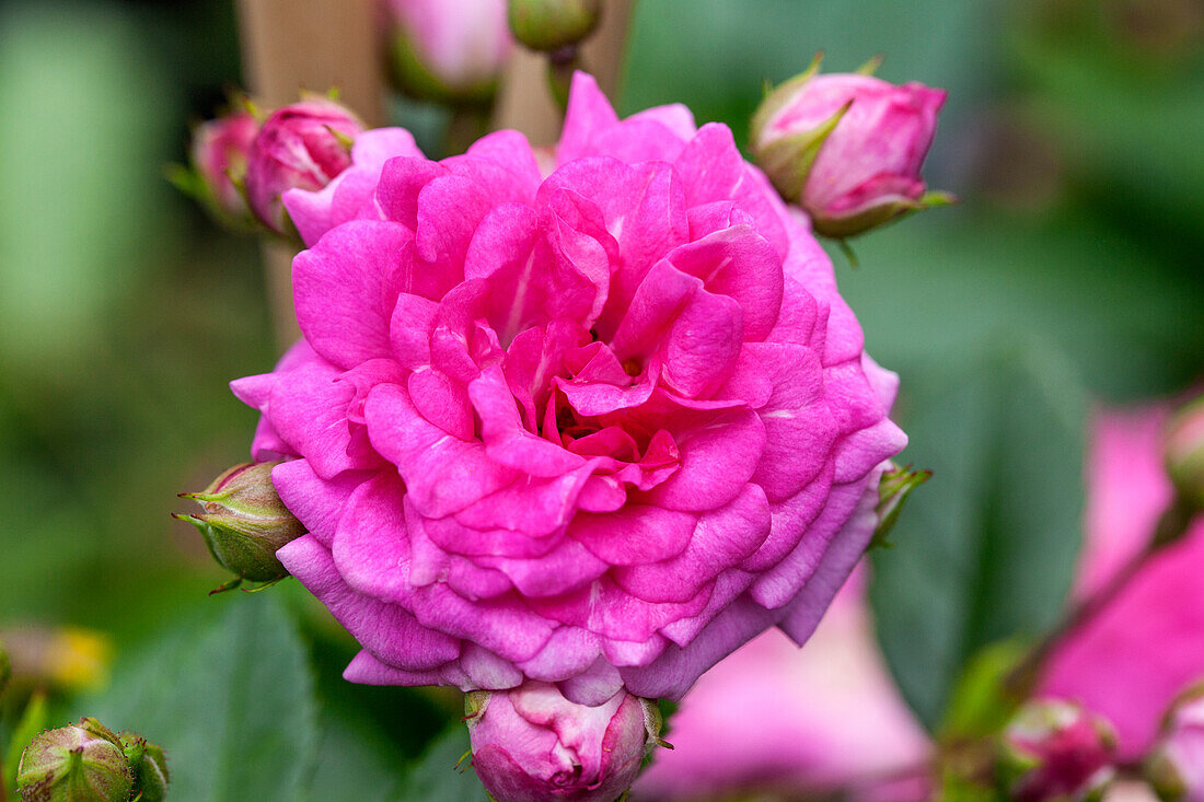 Rosa 'Super Dorothy'®