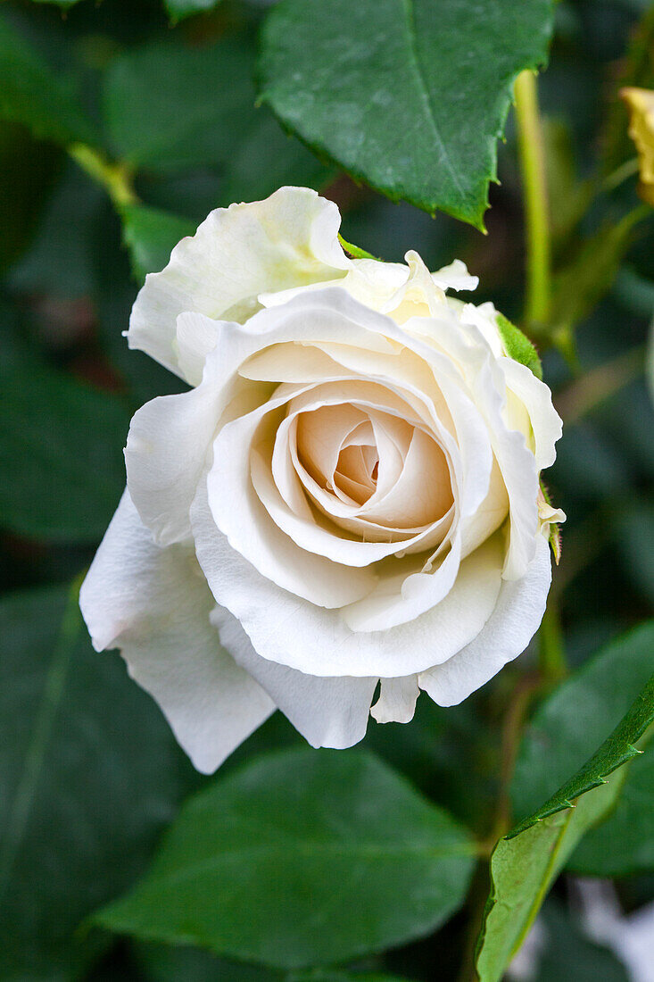 Rosa 'Bobby James