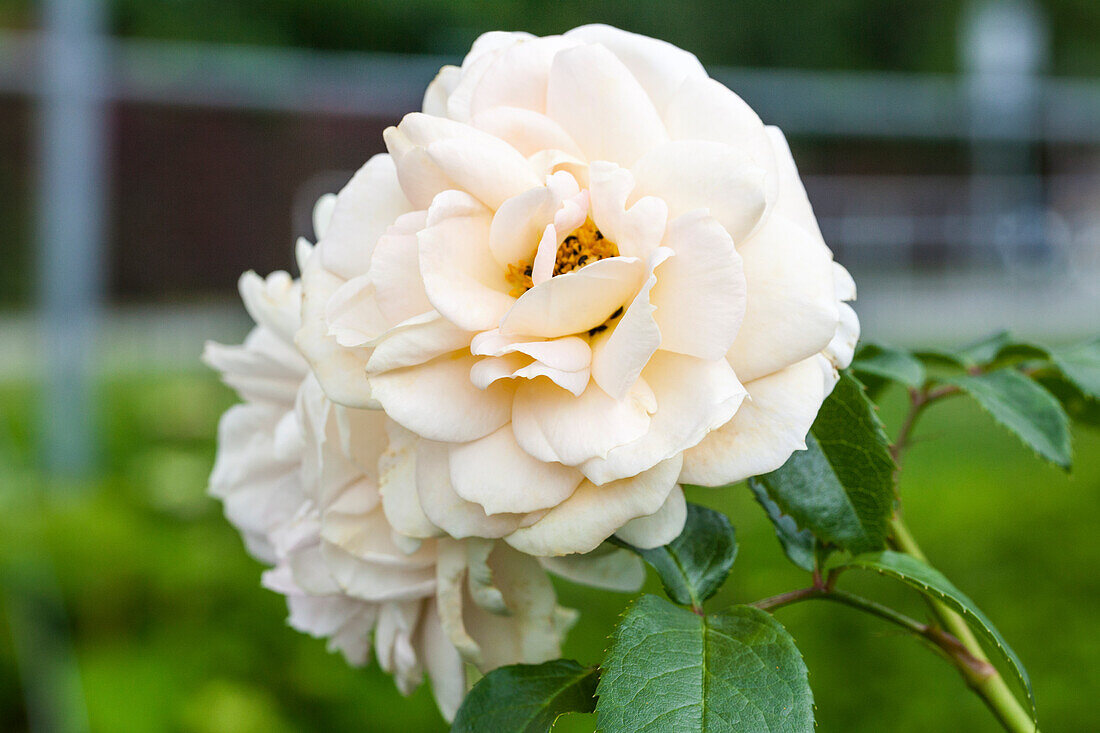 Rosa 'Lions-Rose'®