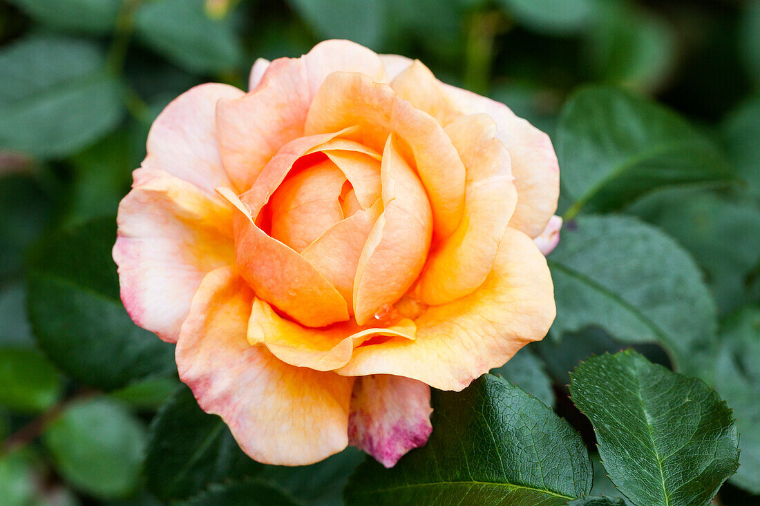 Rosa 'Angel Face'®