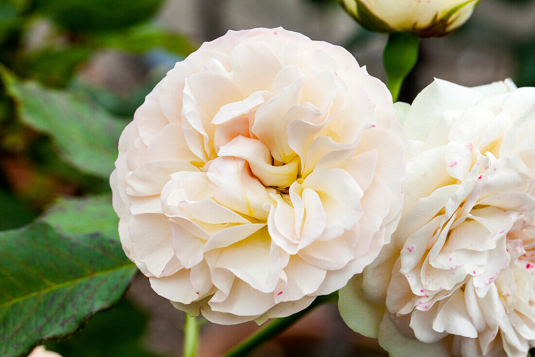 Rosa 'Graham Thomas'®