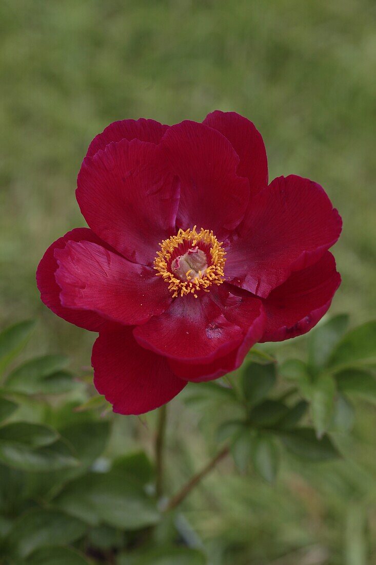 Paeonia