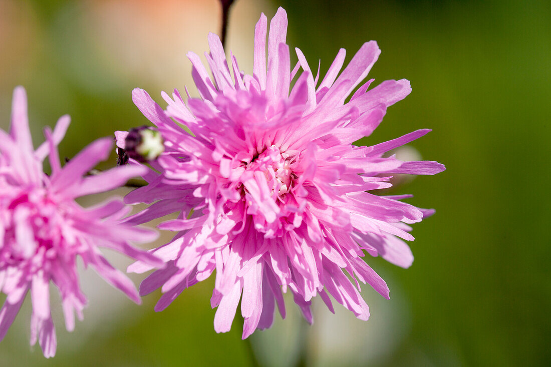 Lychnis flos-cuculi 'Jenny'