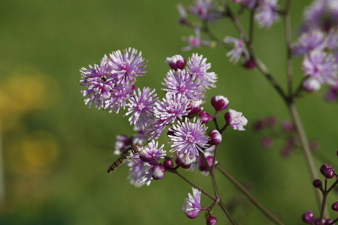 Thalictrum actaeifolium 'Perfume Star'®