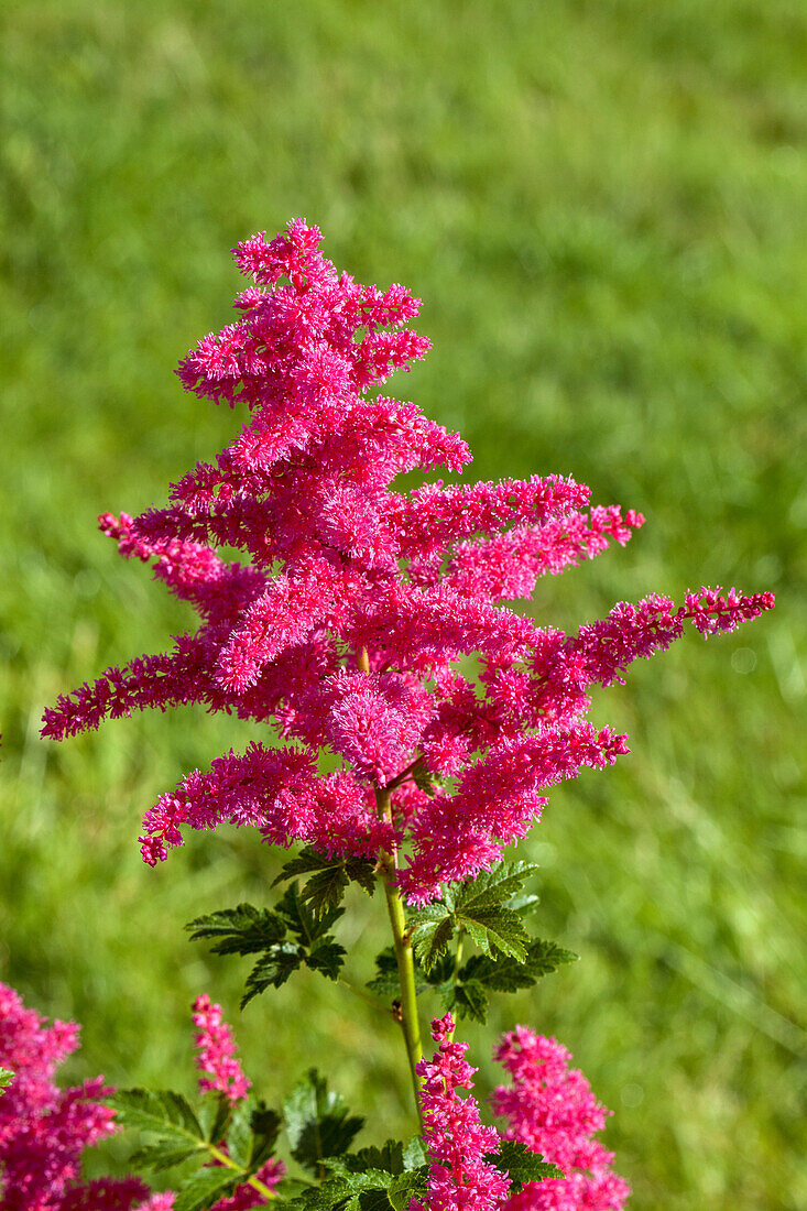 Astilbe japonica 'Younique Carmine'®