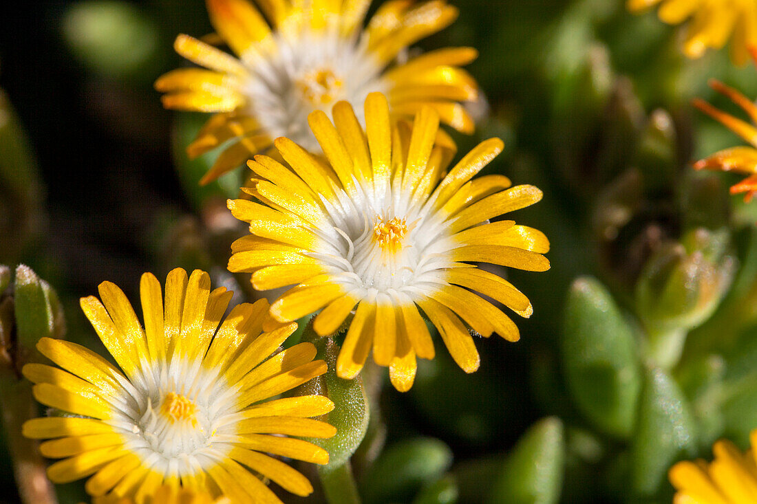 Delosperma congestum 'Golden Nugget'.