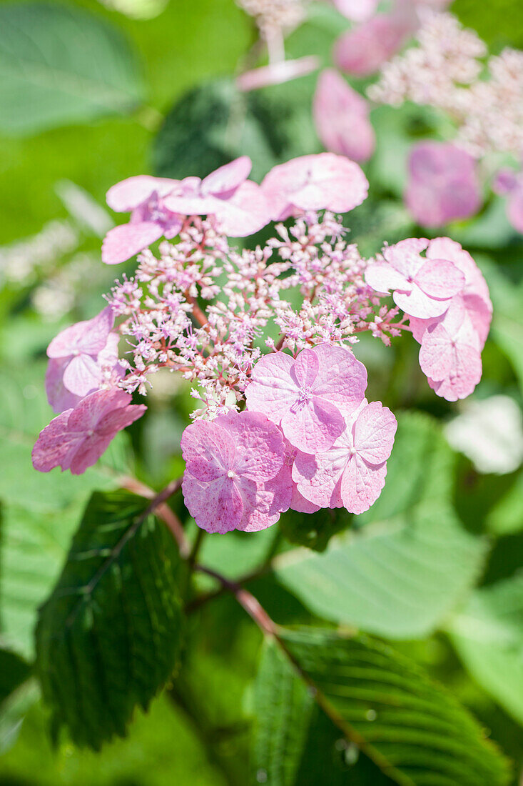 Hydrangea serrata Veerle