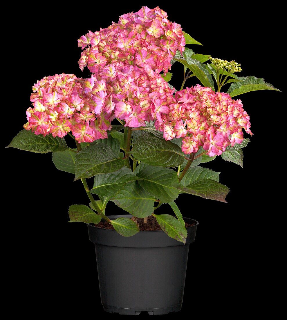 Hydrangea macrophylla 'Magical Ouverture'®